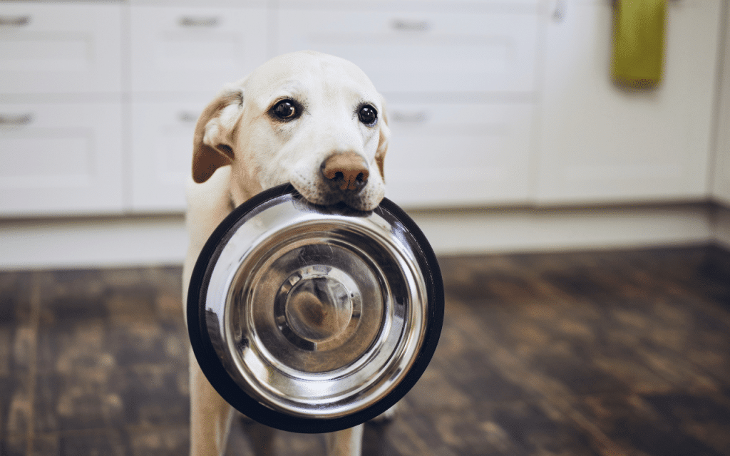 quels légumes ne pas donner aux chiens