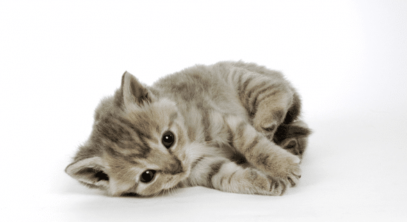 Âge chaton