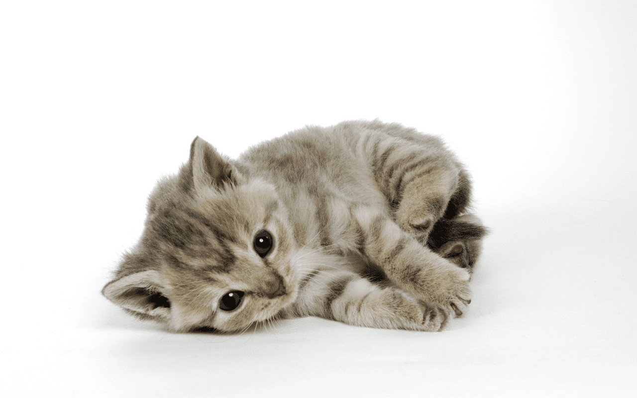 Âge chaton
