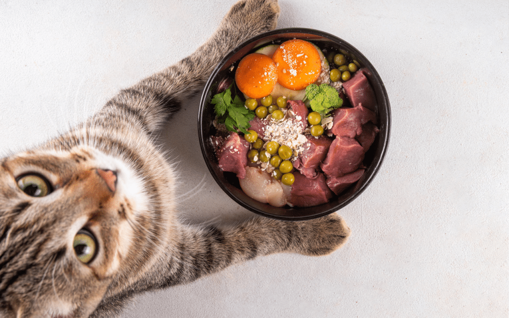 Alimentation chat