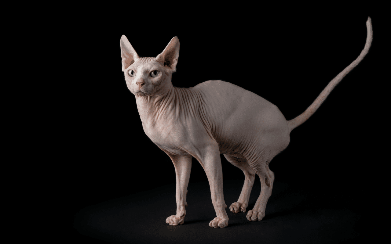 Chat Sphynx