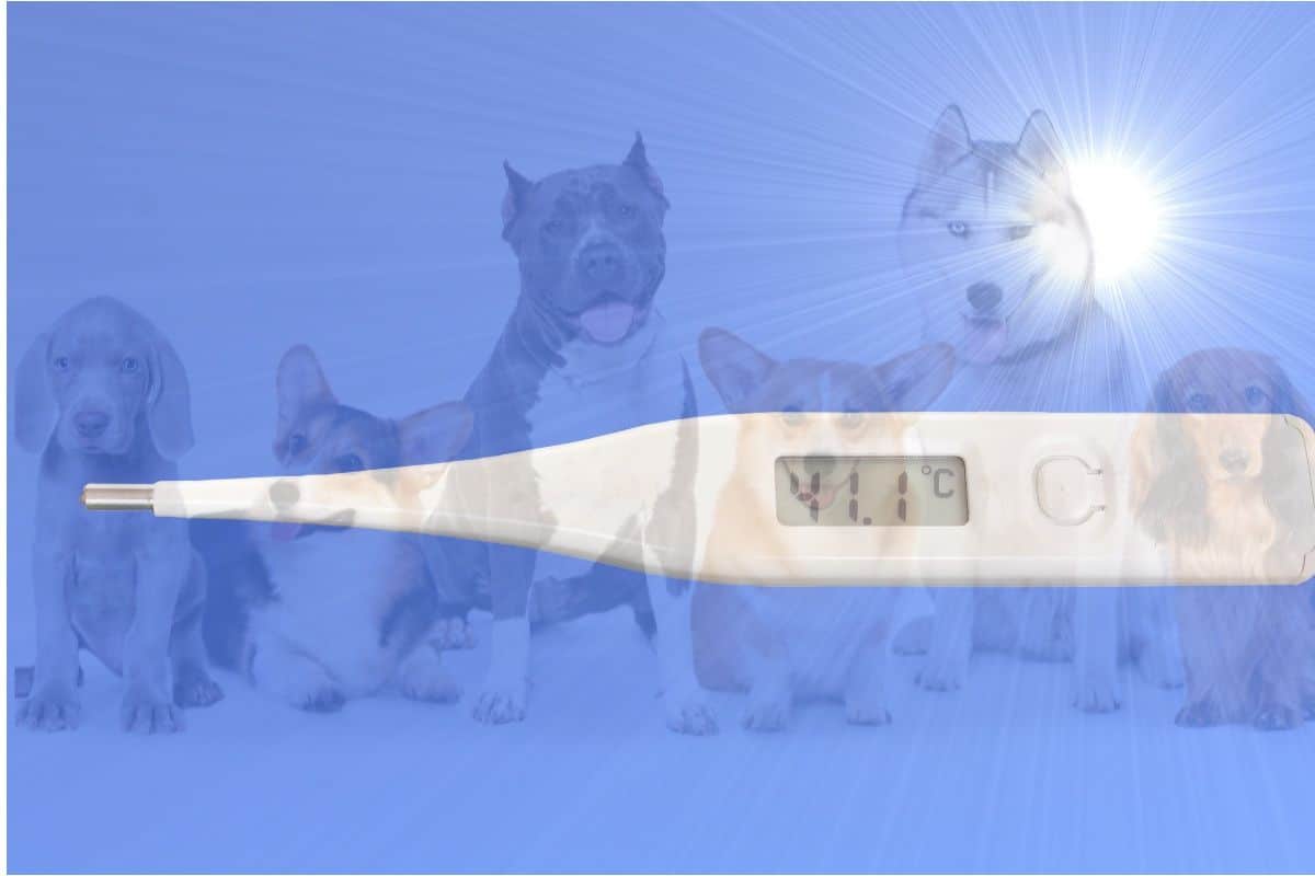 Comment utiliser un thermomètre chez le chat ou le chien : toutes nos astuces !