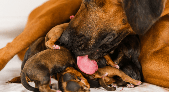Gestation chien