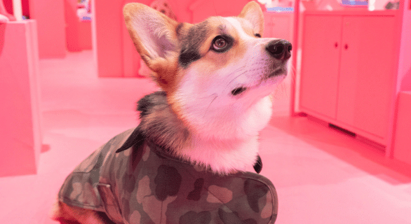 @LeBonMarché - Alpha Dog House