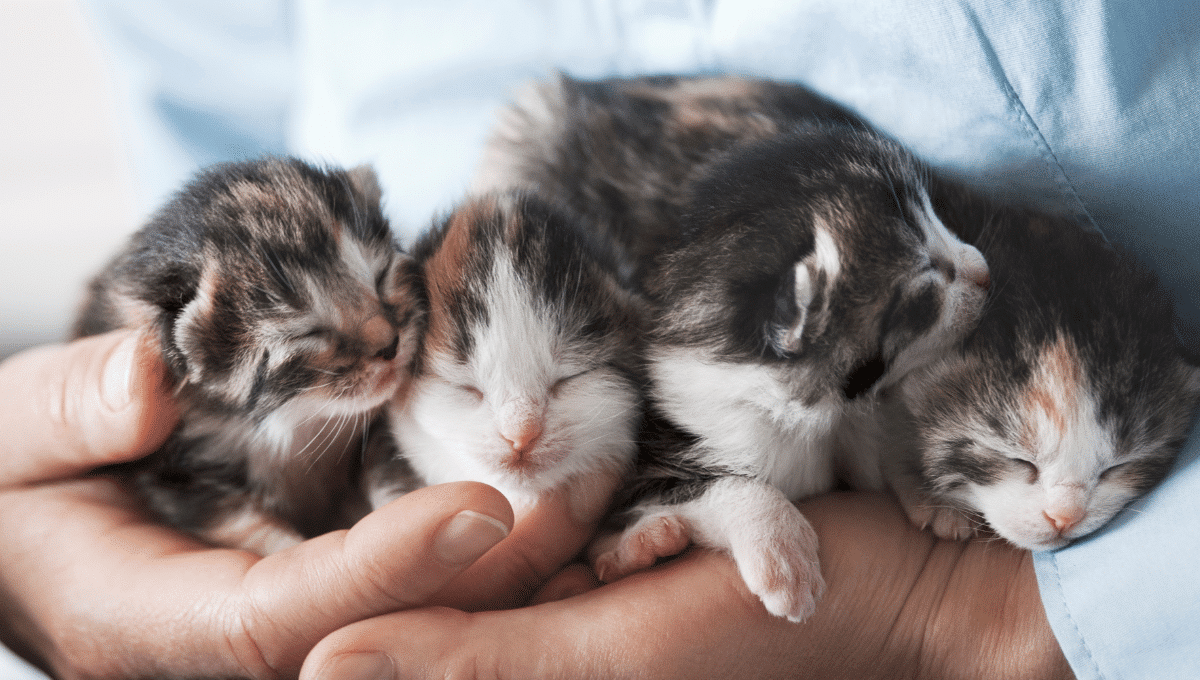 premiere-visite-chaton-veterinaire