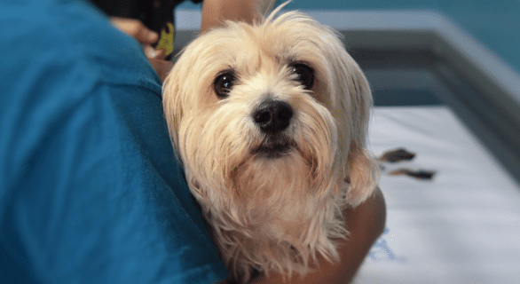 Syndrome brachycéphale chez le chien (SORB)
