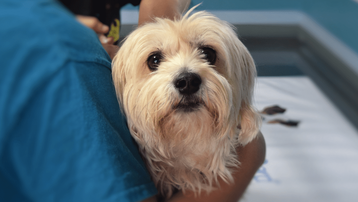 Syndrome brachycéphale chez le chien (SORB)