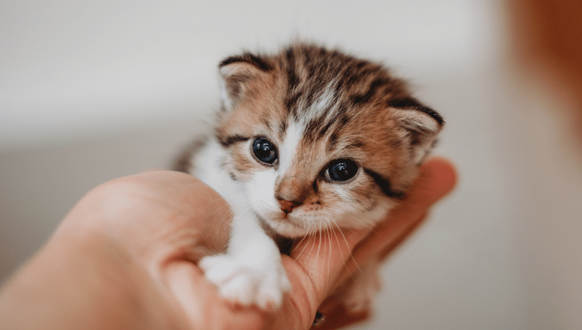 chaton