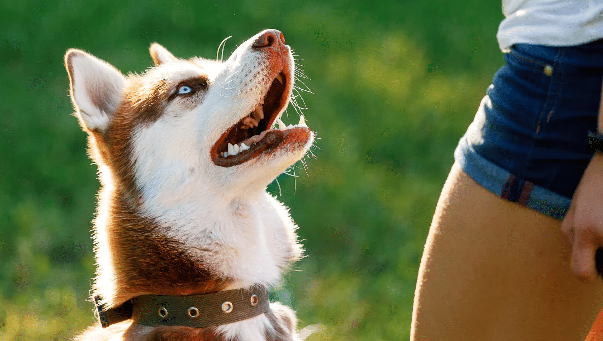 leadership-chien