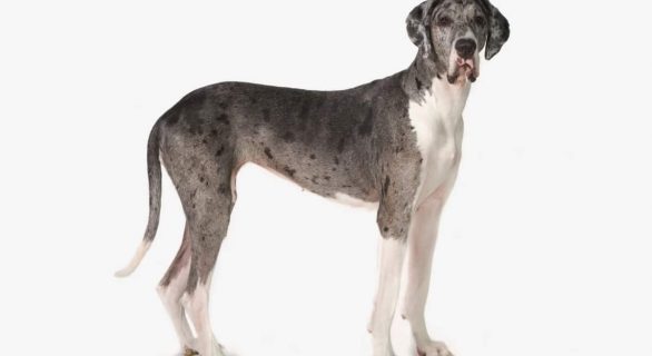 Syndrome de dilatation-torsion de l’estomac (SDTE) chez le chien