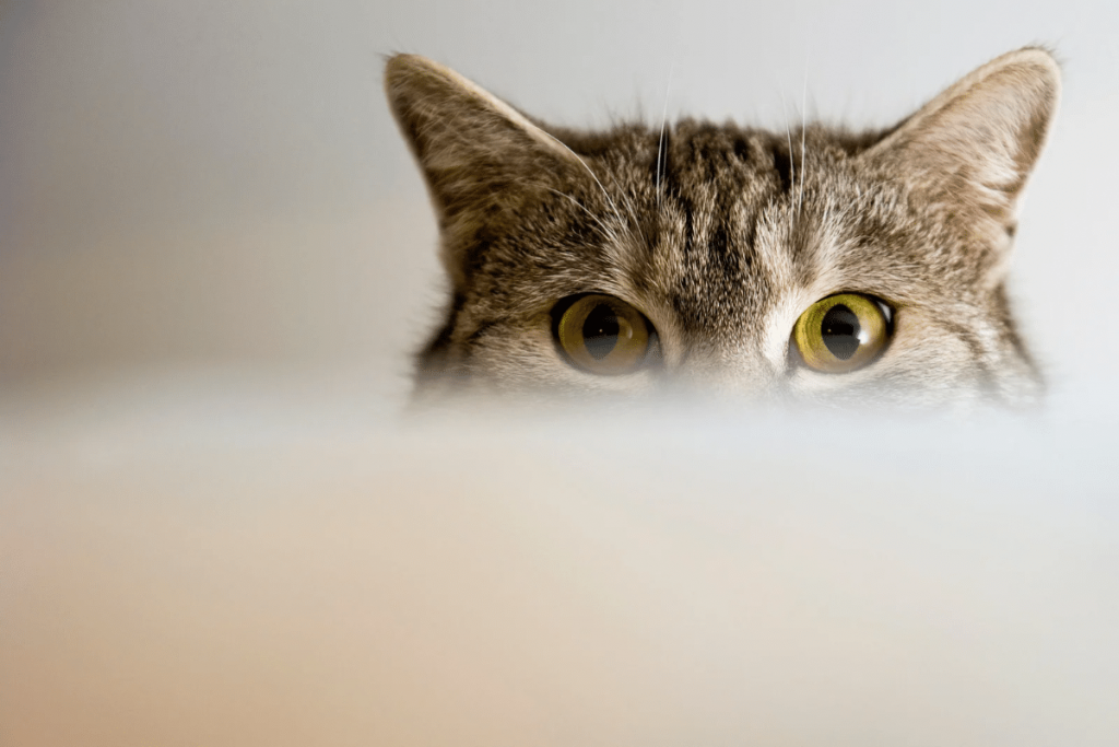 La conjonctivite chez le chat