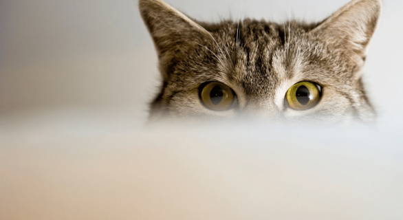 La conjonctivite chez le chat