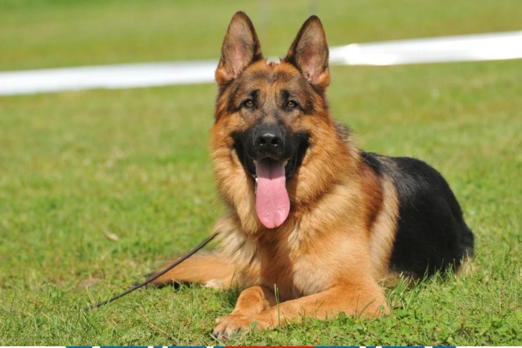 L'insuffisance pancréatique chez le chien
