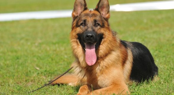 L'insuffisance pancréatique chez le chien