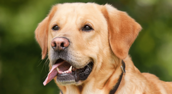 L'obésité chez le chien