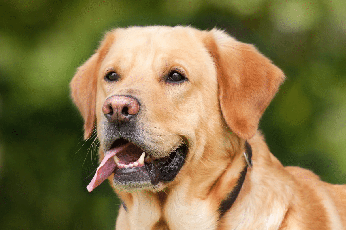 L'obésité chez le chien