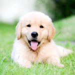 La giardiose chez le chien
