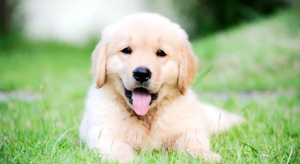 La giardiose chez le chien