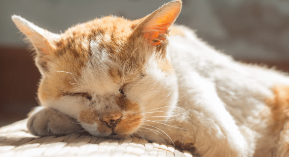 L'arthrose chez le chat