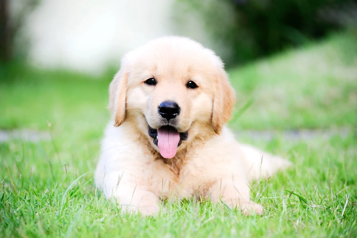 La giardiose chez le chien