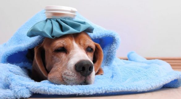 La gastrite chez le chien