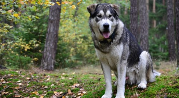 La maladie d'Addison chez le chien