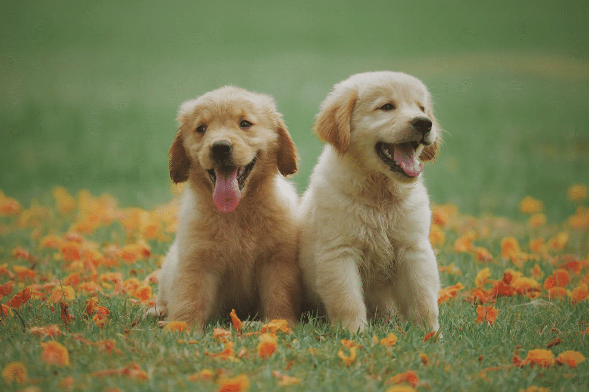 Le sevrage chez le chiot