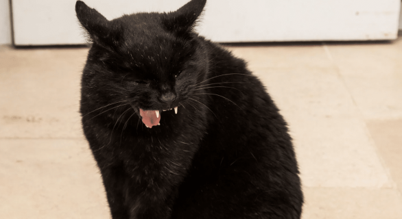 La toux chez le chat