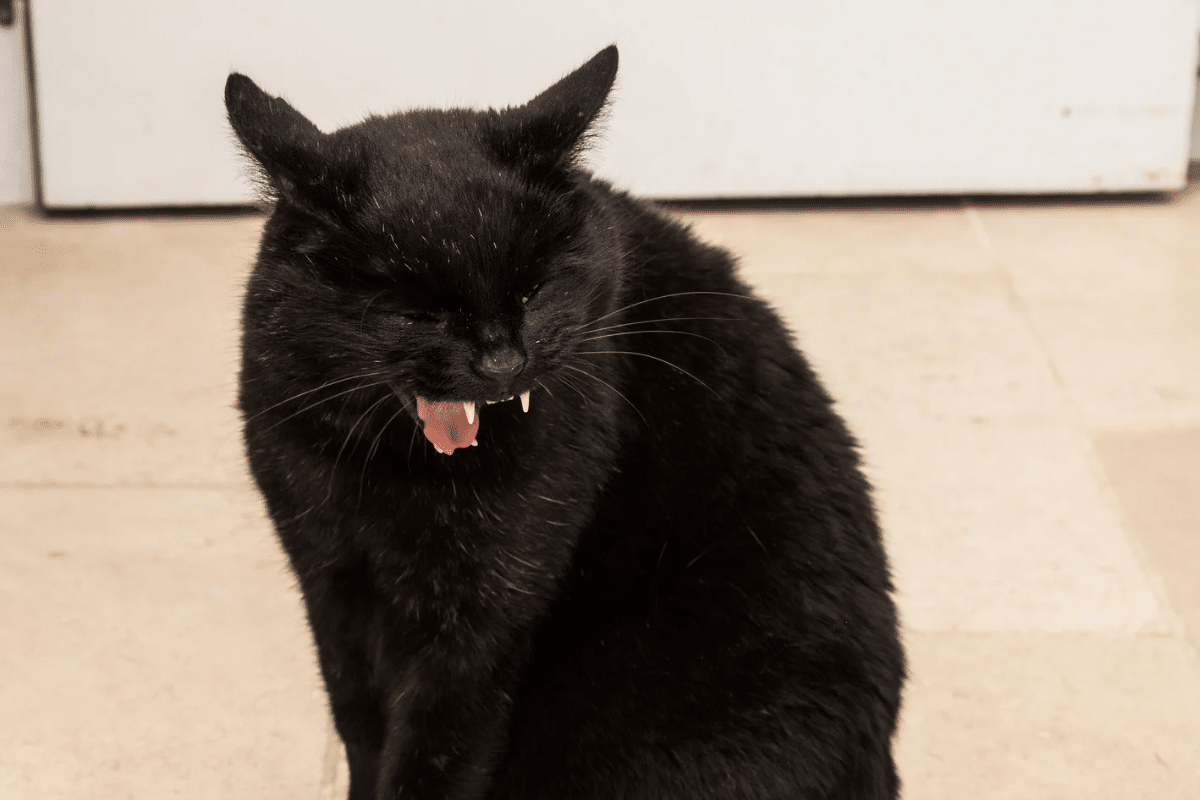 La toux chez le chat