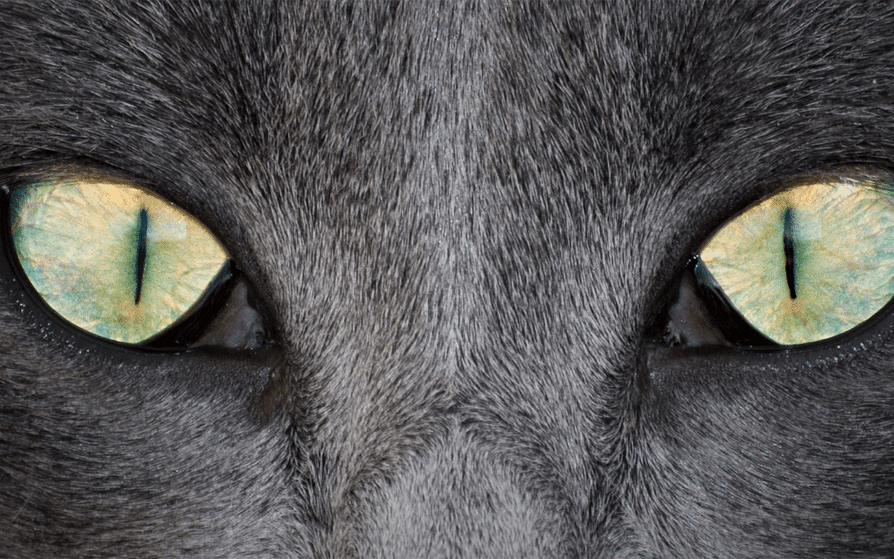 Yeux chaton