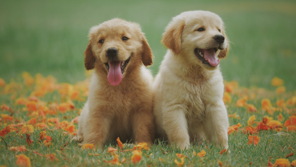 comment-porter-son-chat