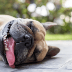 effets de la canicule chez les animaux