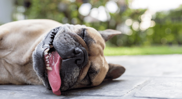 forte-chaleur-chez-les-animaux