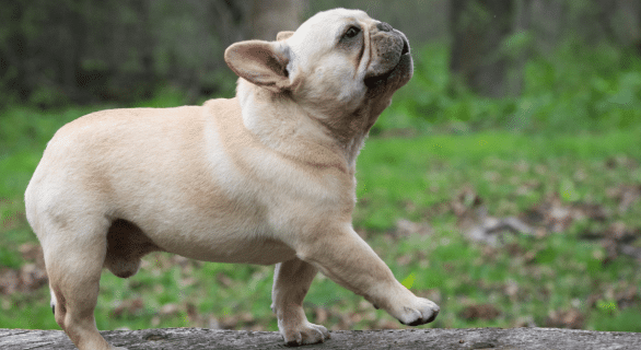 ces-races-de-chien-les-plus-volées