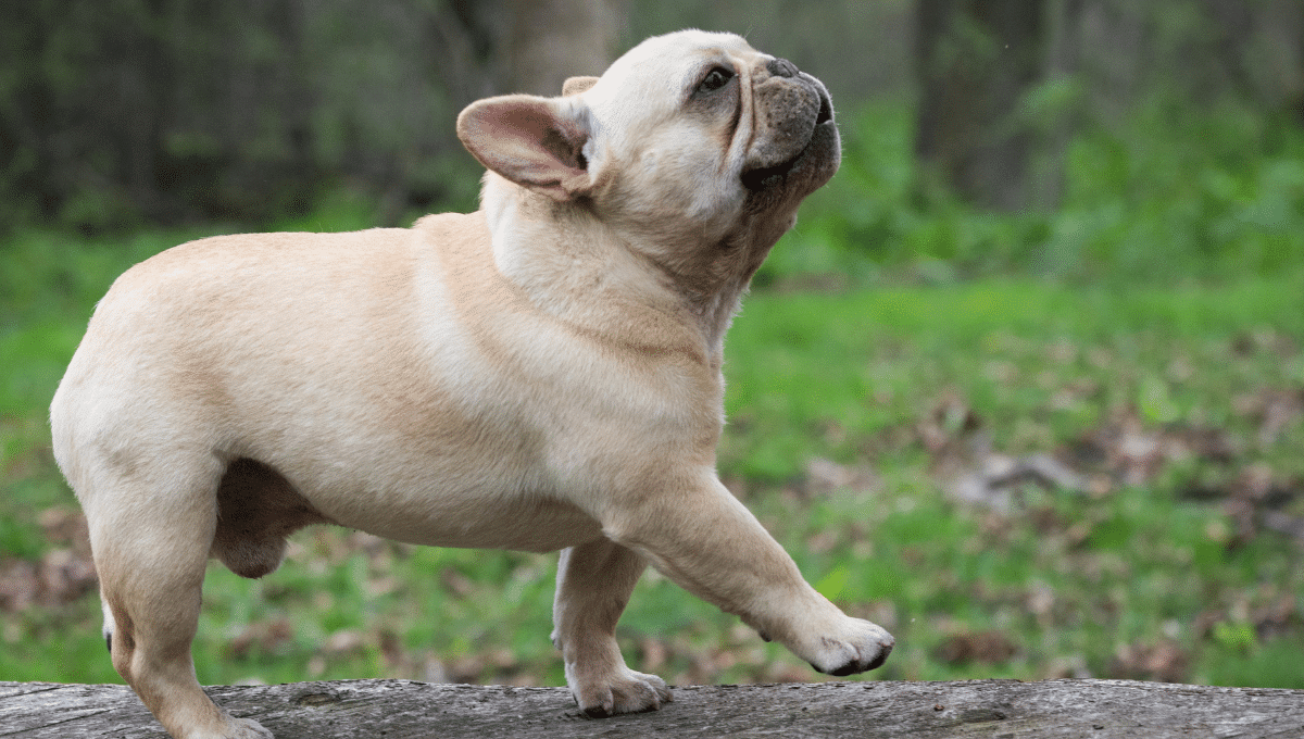 ces-races-de-chien-les-plus-volées