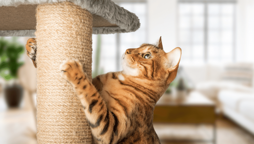 griffoir-pour-chat