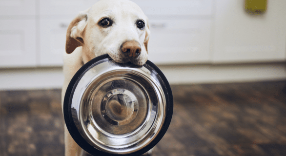 alimentation-du-chien