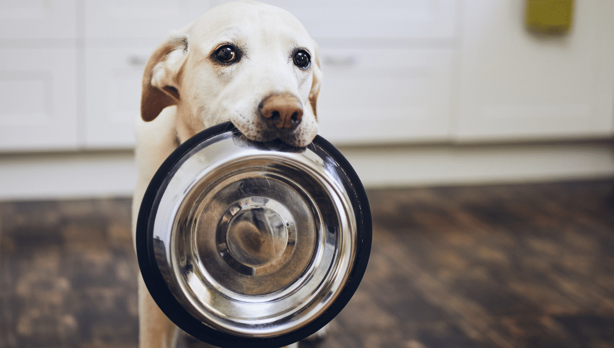 alimentation-du-chien