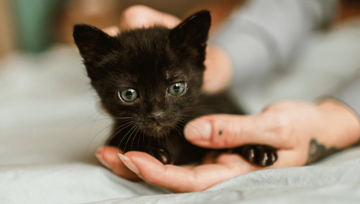 education-chaton