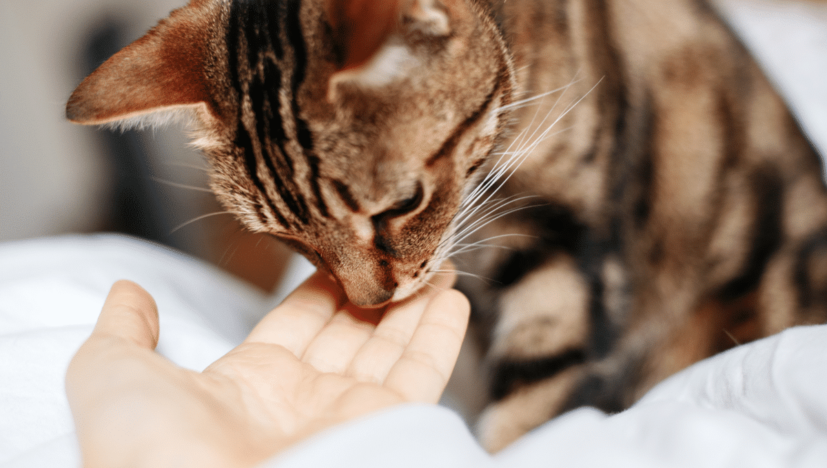 chat-punition