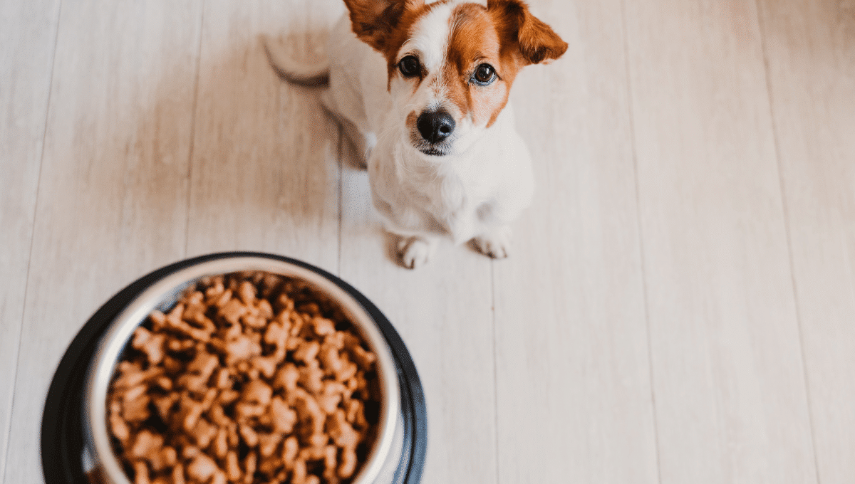 aliments-mauvais-pour-le-chien