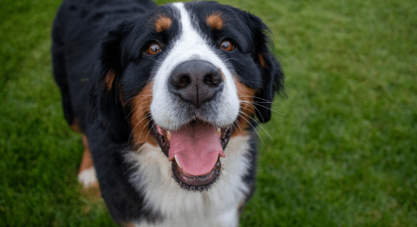 ce-chien-luna-a-avalé-43-objets