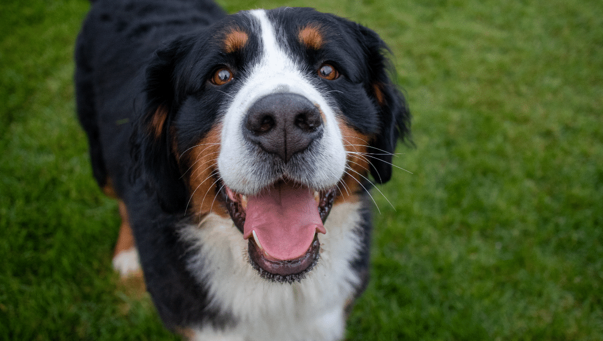 ce-chien-luna-a-avalé-43-objets