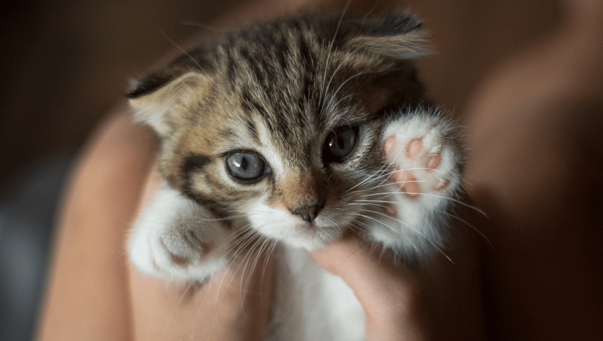 sevrage-du-chaton