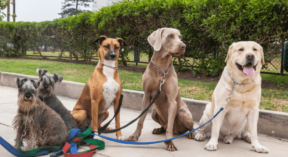 villes-les-plus-dog-friendly