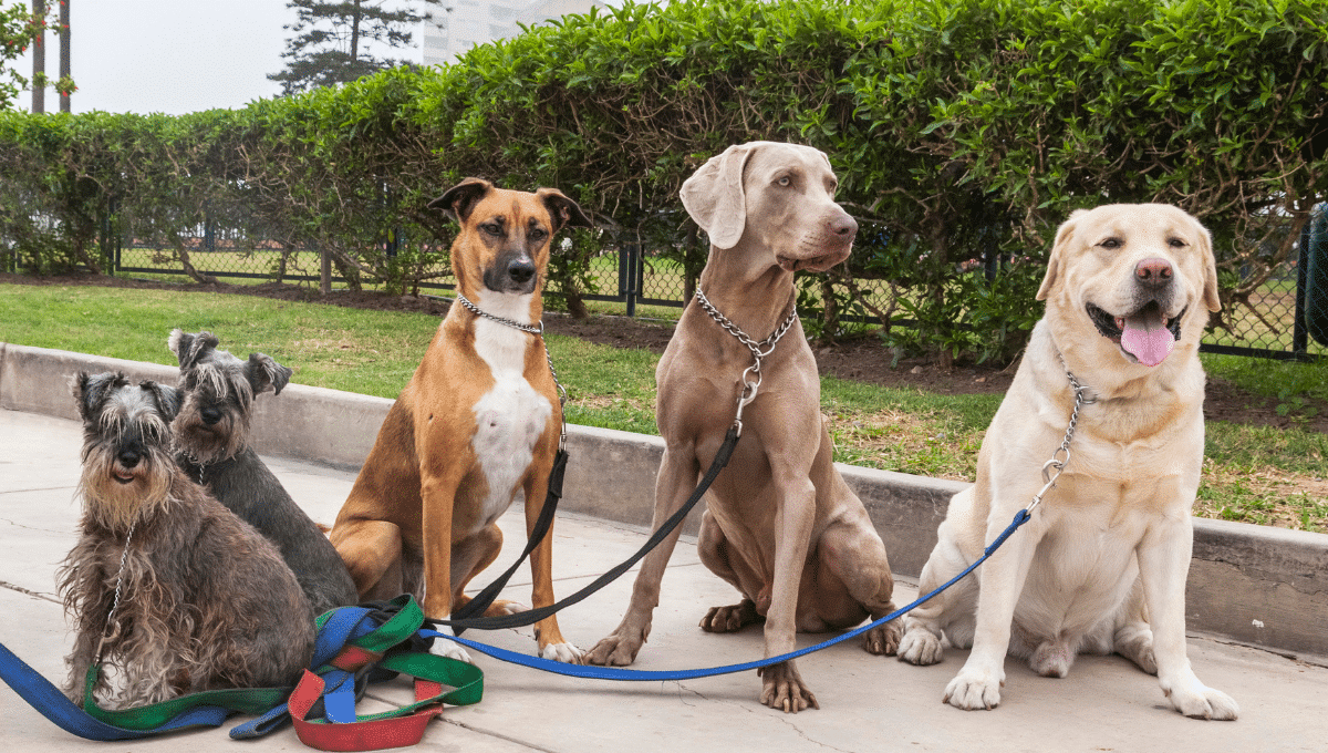 villes-les-plus-dog-friendly