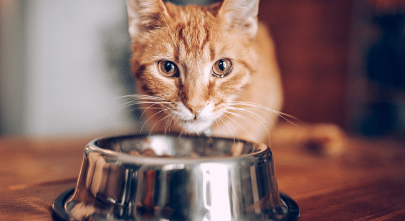 mon-chat-gratte-sa-gamelle