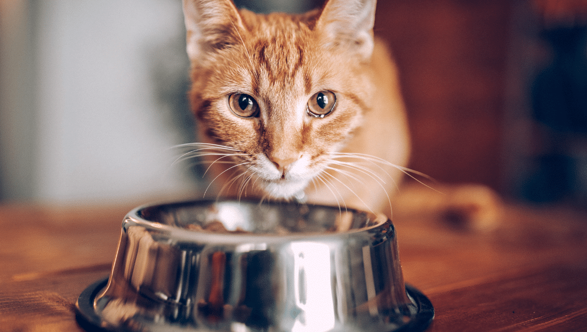 mon-chat-gratte-sa-gamelle