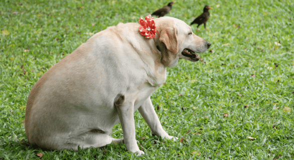 obesité-chien