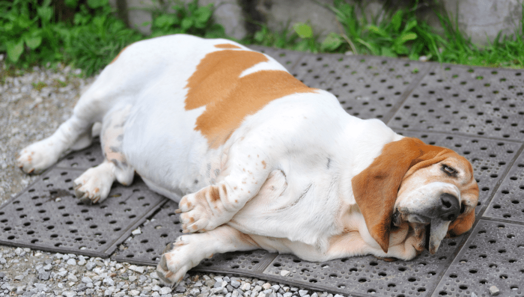 Zepetcoach (42)